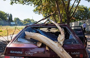 Сухое дерево чуть не убило несколько людей в машине дерево автомобиль