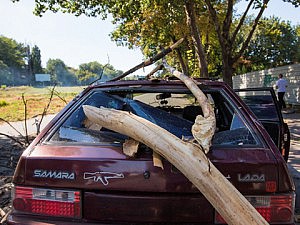 дерево автомобиль