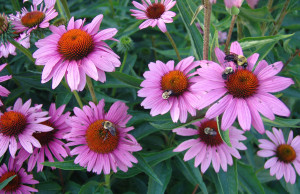 Эхинацея – лекарство и декоративная культура эхинацея