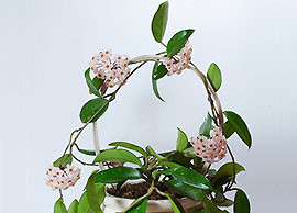 Хойя – цветущая радость на окне хойя