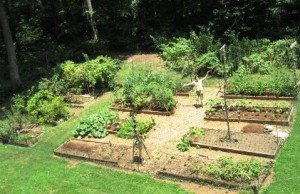 Три урожая с одной грядки огород