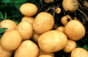 Готовимся копать картошку картофель