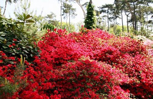 Кустарники, которые будут страдать на вашем участке кусты