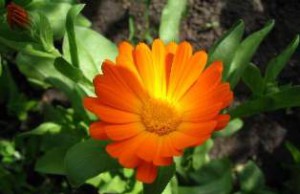 Август: время заготавливать лекарственные травы лекарственные растения