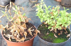 Желтеющие листья растений дома – что делать? листья