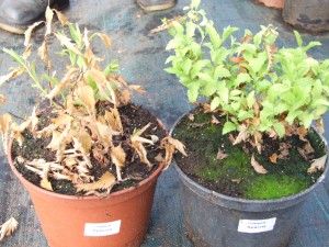 листья листья