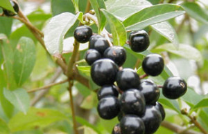 Волчья ягода и другие опасные дикие плоды ядовитые ягоды