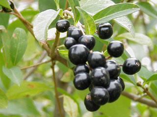 ядовитые ягоды