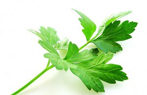 Петрушка – кладезь витаминов с грядки петрушка