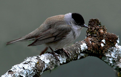 птица птица