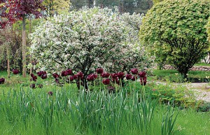 Сад с нуля – с чего начать? сад