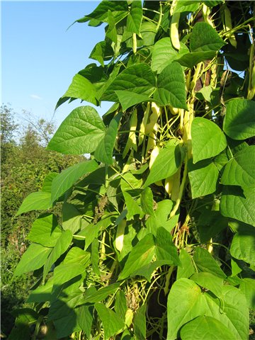 спаржевая фасоль