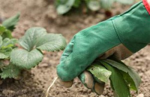 Избавляемся от сорняков перед холодами сорняки