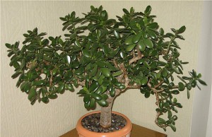 Денежное дерево – как вырастить из него бонсай? денежное дерево