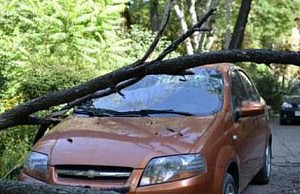 Сухостой снова падает на головы дерево автомобиль