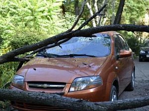 дерево автомобиль