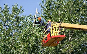 На ликвидацию сухостоя выделили еще сотни тысяч дерево зеленстрой