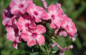 Идеи на новый сезон – флоксы флоксы