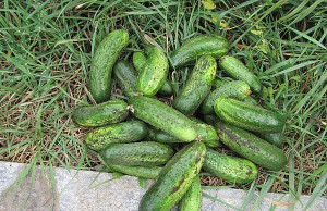 Первые осенние работы в цветнике и на огороде огород