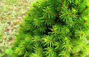 Украшаем сад карликовыми елями ель