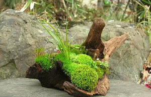 Что вырастить в темных углах сада? мох