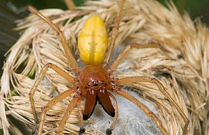 Стало известно о найденном в городе ядовитом пауке
