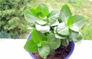 Растения, которые противопоказано выращивать дома