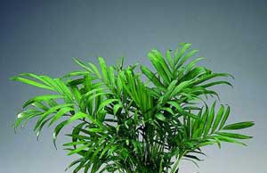 Растения, которые должны быть в каждом доме растение