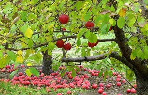 Сентябрь для садовода сад сентябрь