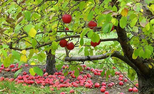 сад сентябрь сад сентябрь