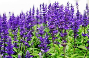 От простуды спасет шалфей с огорода шалфей