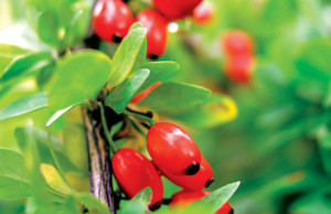 Барбарис – неприхотливое украшение сада