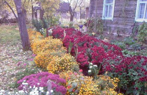 Двойная выгода – хризантемы с осени