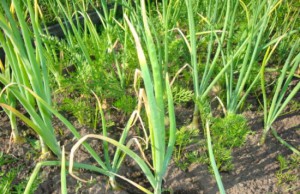 Лук желтеет – что делать?