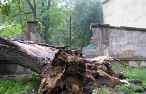 Сухостой продолжает угрожать жизни в Днепродзержинске
