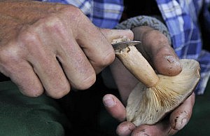 По местам продаж грибов прошел рейд