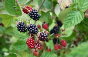 Осень – время садить ежевику!