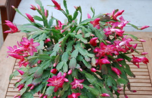 Лесные кактусы – оригинальное украшение дома