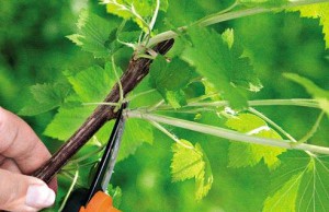 Готовим смородину к зиме