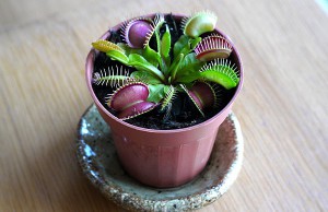 Жуткие и прекрасные растения одновременно