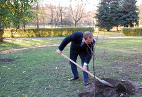 Город озеленят лишь на 20 тысяч гривен сафронов дерево