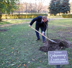 сафронов дерево