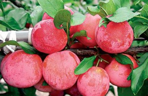 Садим сливу под зиму