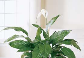 Спатиффилум не цветет – что делать?