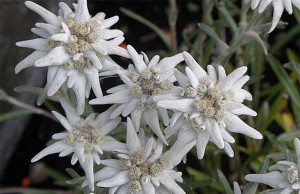 Серебряный в саду – цвет благородства