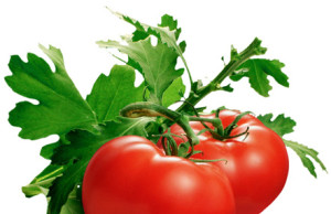 Так все-таки, томат или помидор?