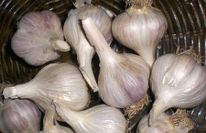 Последний шанс посадить чеснок