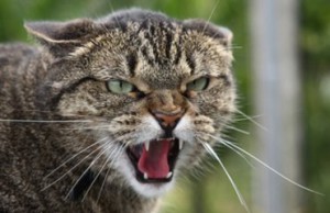 В Украине прогнозируют эпидемию бешенства