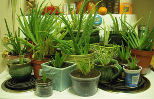 Используем лечебные свойства алоэ