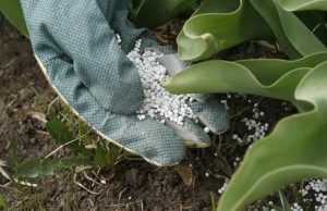 Важность удобрений на участке